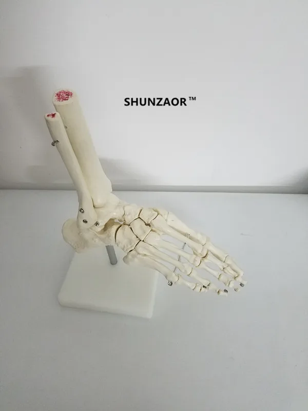 SHUNZAOR в натуральную величину, модель сустава стопы, модель скелета человека, модель стопы и лодыжки человека, анатомическая модель скелета в натуральную величину