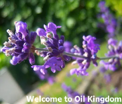 Эфирное масло французской лаванды 2 мл акне Индия восстанавливает шрамы помогает