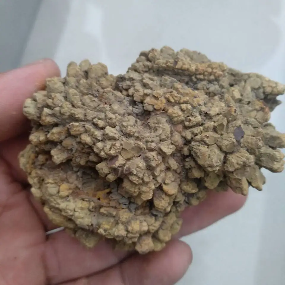 1 шт ископаемые динозавра какашки, динозавр Coprolite 150 г
