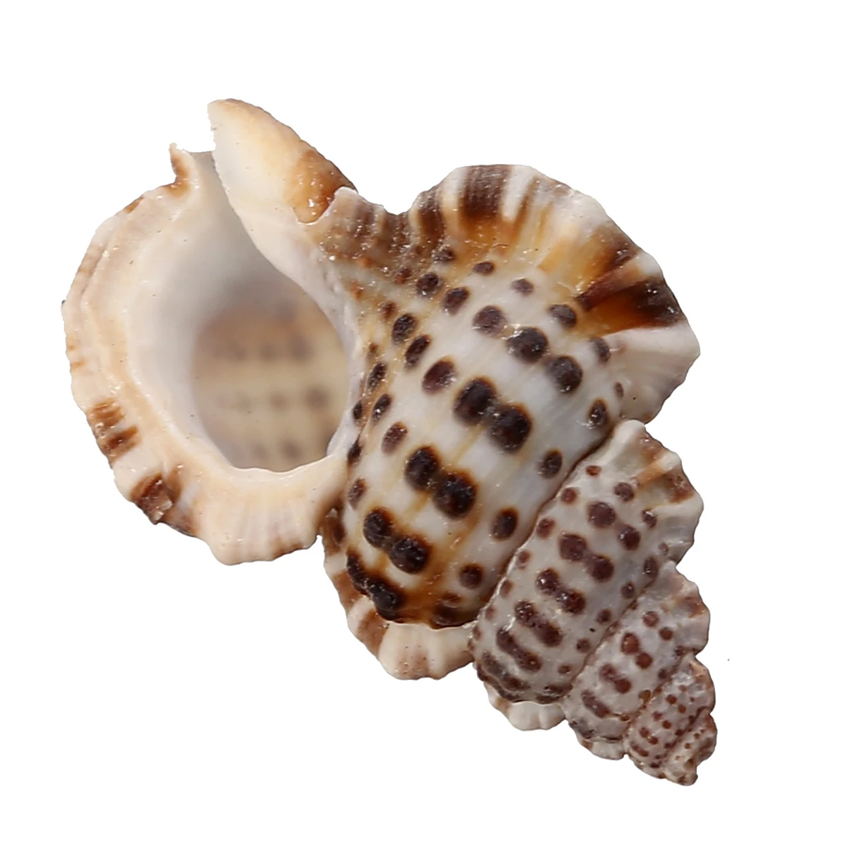 7 шт./компл. натуральная Красивая Морская ракушка раковина искусственные