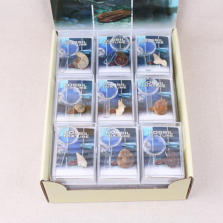 Морская жизнь палетологический ископаемый образец минералов биологический