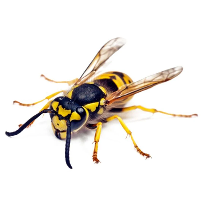 

4 шт. 3D наклейки на автомобиль, креативные царапины насекомых для капота, боковая задняя дверь, украшение для мотоцикла, велосипеда, аксессуа...