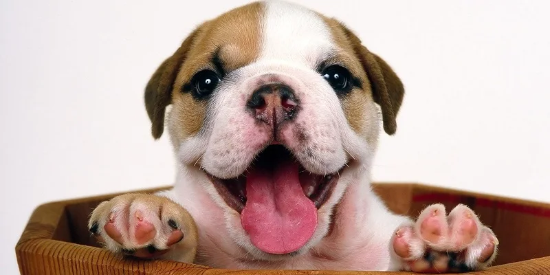 Полотенца с принтом собаки 70x140 см пляжное полотенце из микрофибры для