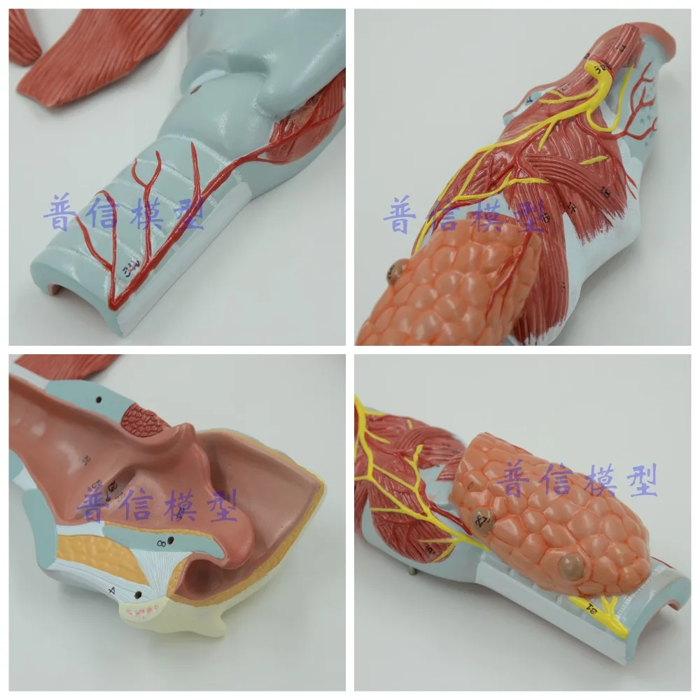 Бесплатная доставка и 2x модель анатомии ларингеи анатомия горла увеличение