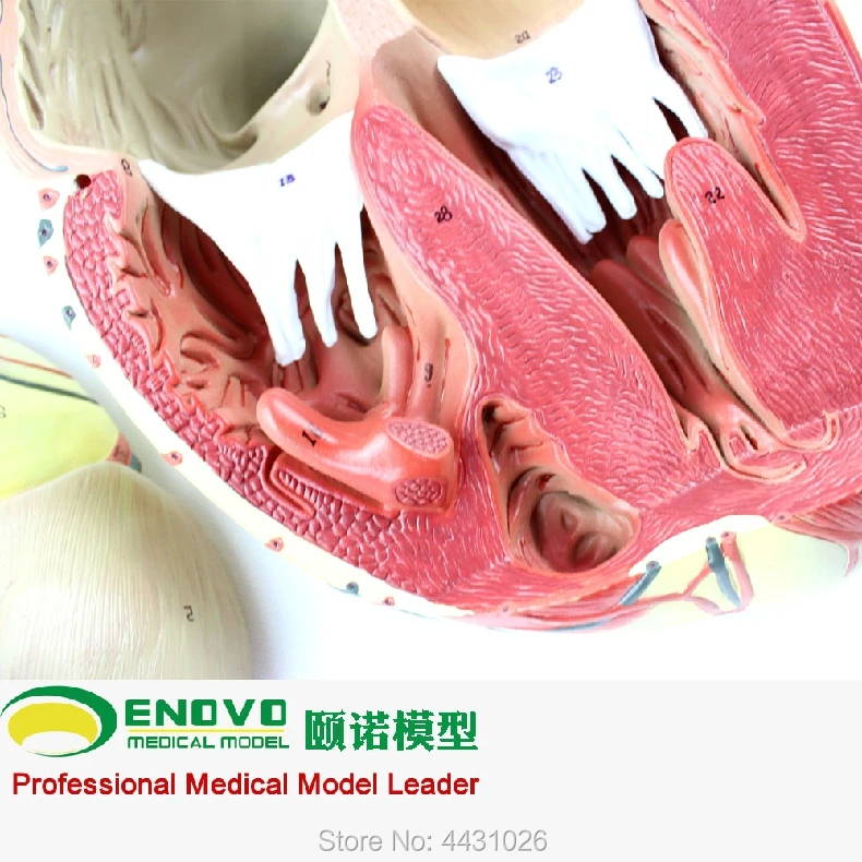 

ENOVO Medical ultrasound human heart model cardiology ultrasound ultrasound model of cardiac cardiovascular anatomy