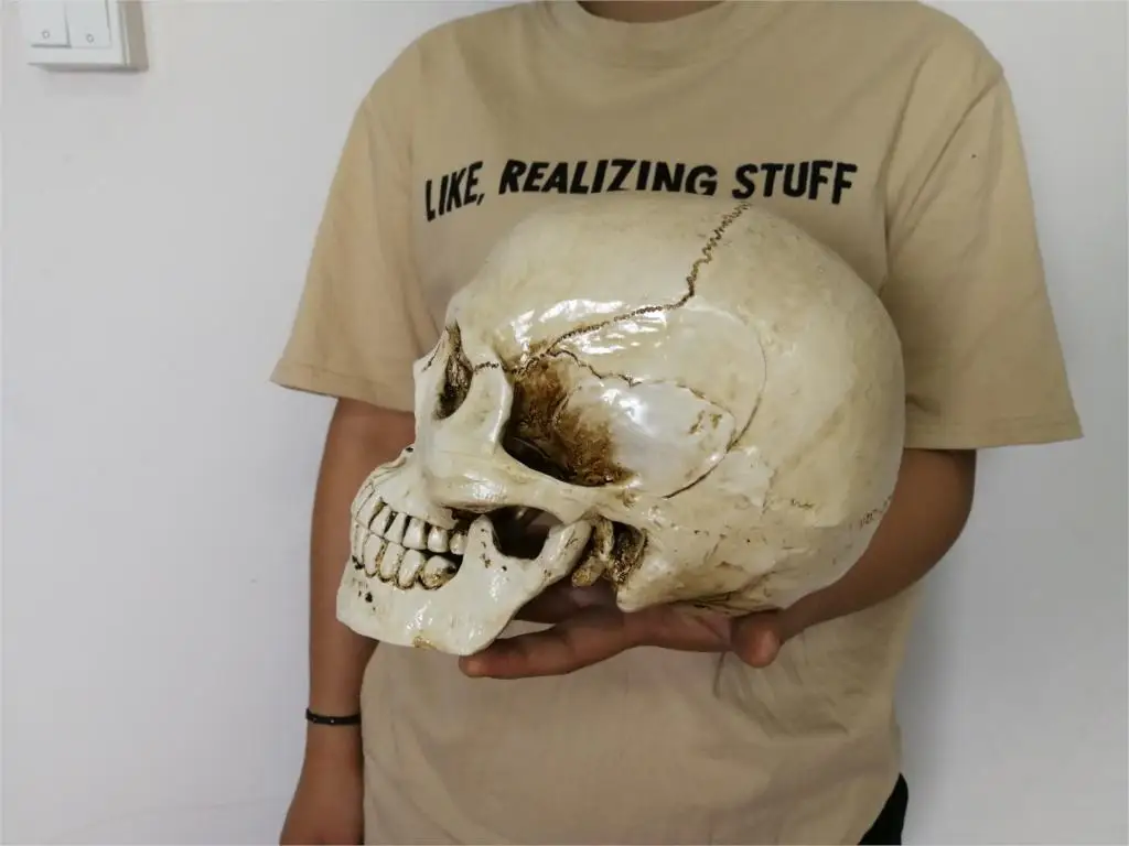 Реплика на голову человека из смолы, медицинская модель Lifesize, украшение для дома на Хэллоуин, декоративный череп 22x15x17 см