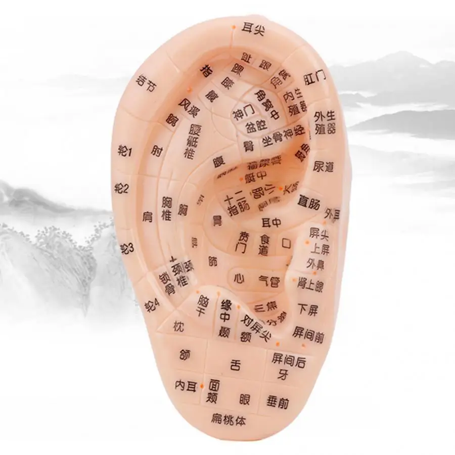 17cm Massage Уход за ушками профессиональные ушные точки ушные модели ушной барабаны акупунктурные точки ушной раковины зона отражения акупунктурные модели здравоохранения - Цвет: 17cm Massage