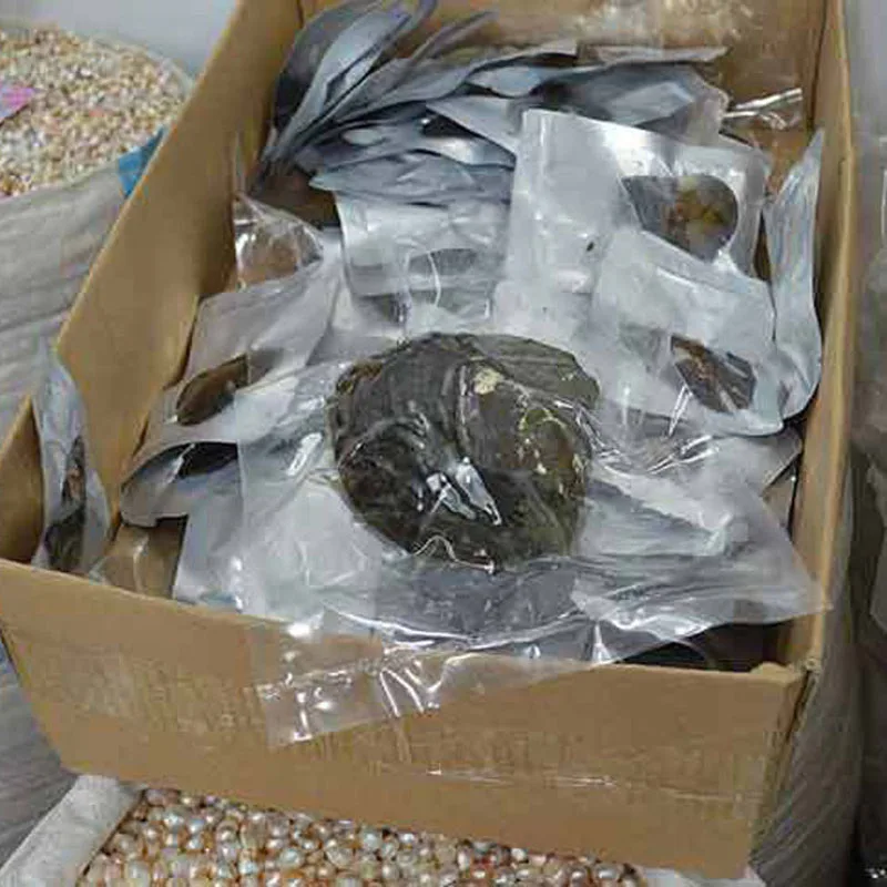 Оптовая продажа 10 шт. 15-20 см вакуумная упаковка большой гигантский монстр Устрица