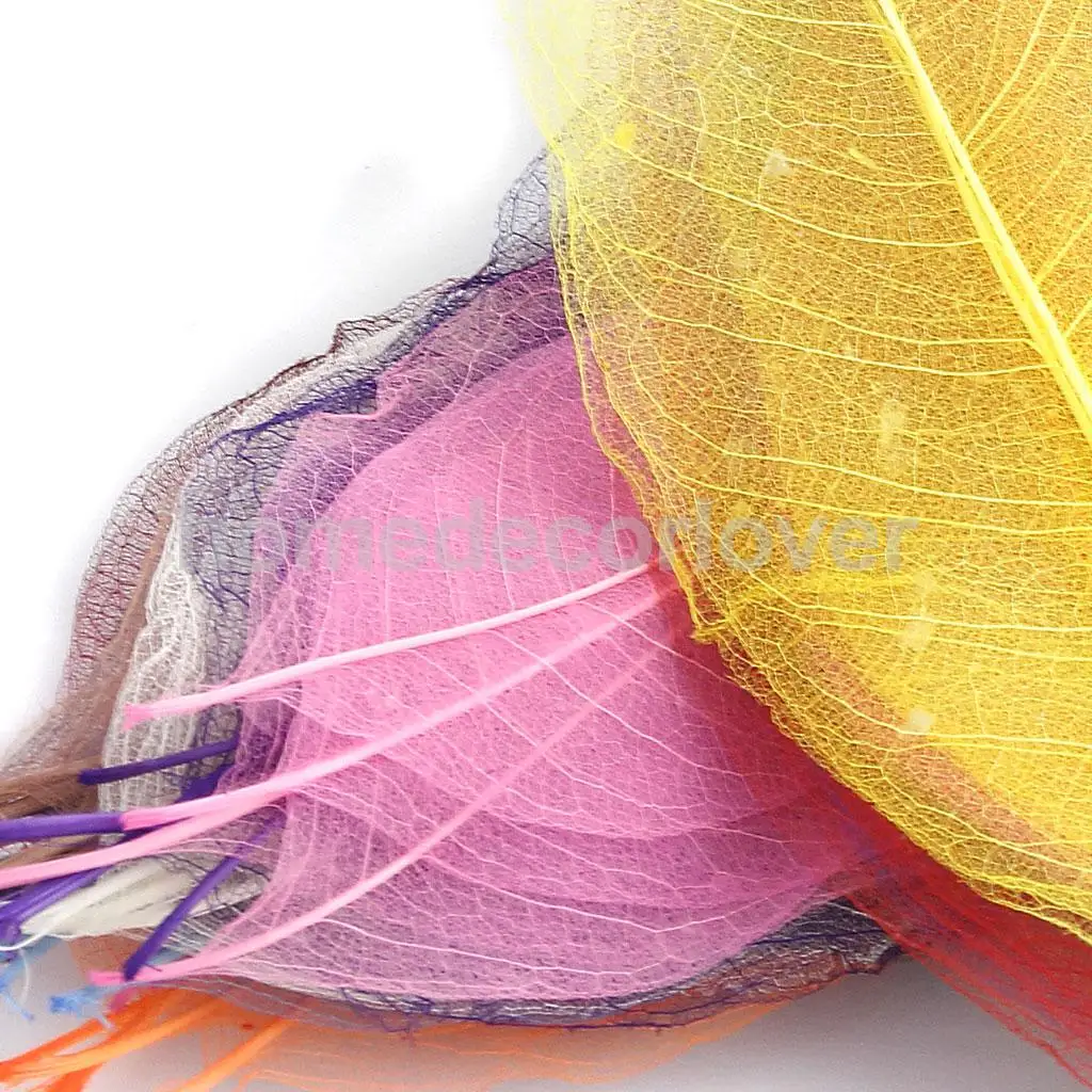 150 шт. натуральная Магнолия каркас листьев Скрапбукинг смешанные цвета Декор