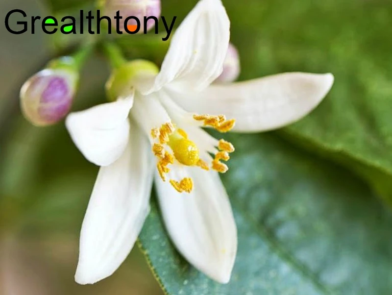 Бесплатная доставка масло нероли 100 мл эфирные масла осветляют бледную кожу