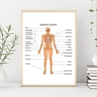 Схема скелетной системы человека печать биология медицинское образование диаграмма стеновое Искусство Плакат доктор офис Декор холст картина