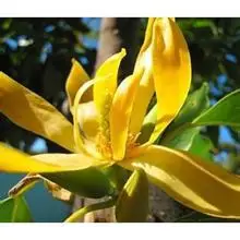 100% чистые растительные Водорастворимые эфирные масла масло ylang ароматерапия