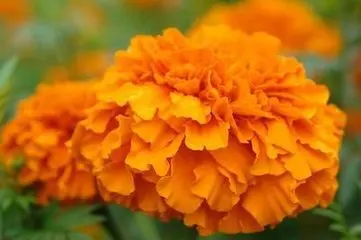 100 г источник Лютеина и порошок (горячая распродажа)|Краска для тела| |