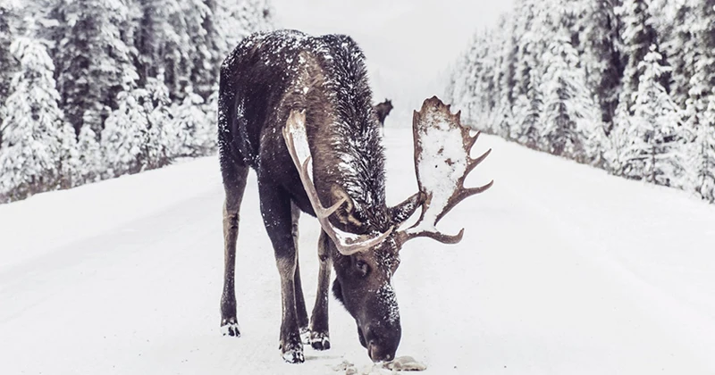 Christmas Wall Decor Winter Wall Art Prints Snow Covered Pine Trees Moose Reindeer Canvas Painting Wall Pictures for Room Decor