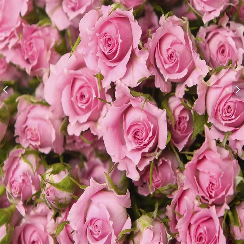 Большие 3d обои на заказ 3D Самоклеящиеся высокой четкости красивая розовая роза