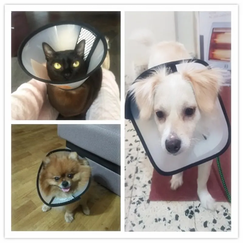 Прозрачный защитный ошейник для домашних животных средство восстановления