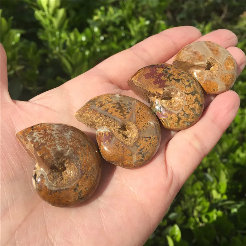 1pcs Natural Ammonite Fossil Specimen Ammolite Ocean Animal Snail Conch Madagascar Original Mineral | Дом и сад