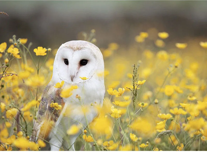 100% полный квадратный поделки алмазов картина Алмазная вышивка Сова