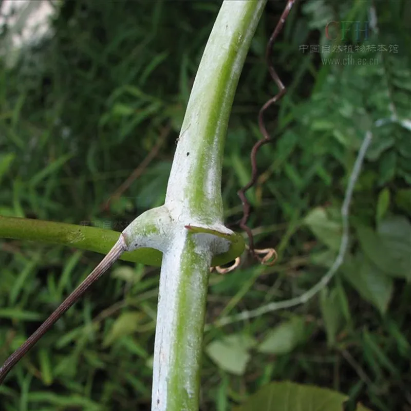 100-1000 г горячая Распродажа цисс repens Lank экстракт порошок, цисс repens, цисс ромбифолия, цисс обесцвечивание, белый порошок тростника