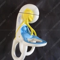 internal structure of ear anatomy zoom model biological experimental equipment teaching equipment free shipping