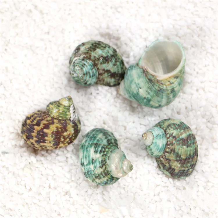 

Green natural Tower Screw snail conch shell 3-4CM home decoration fish tank Landscaping Eco-friendly Home Decoration
