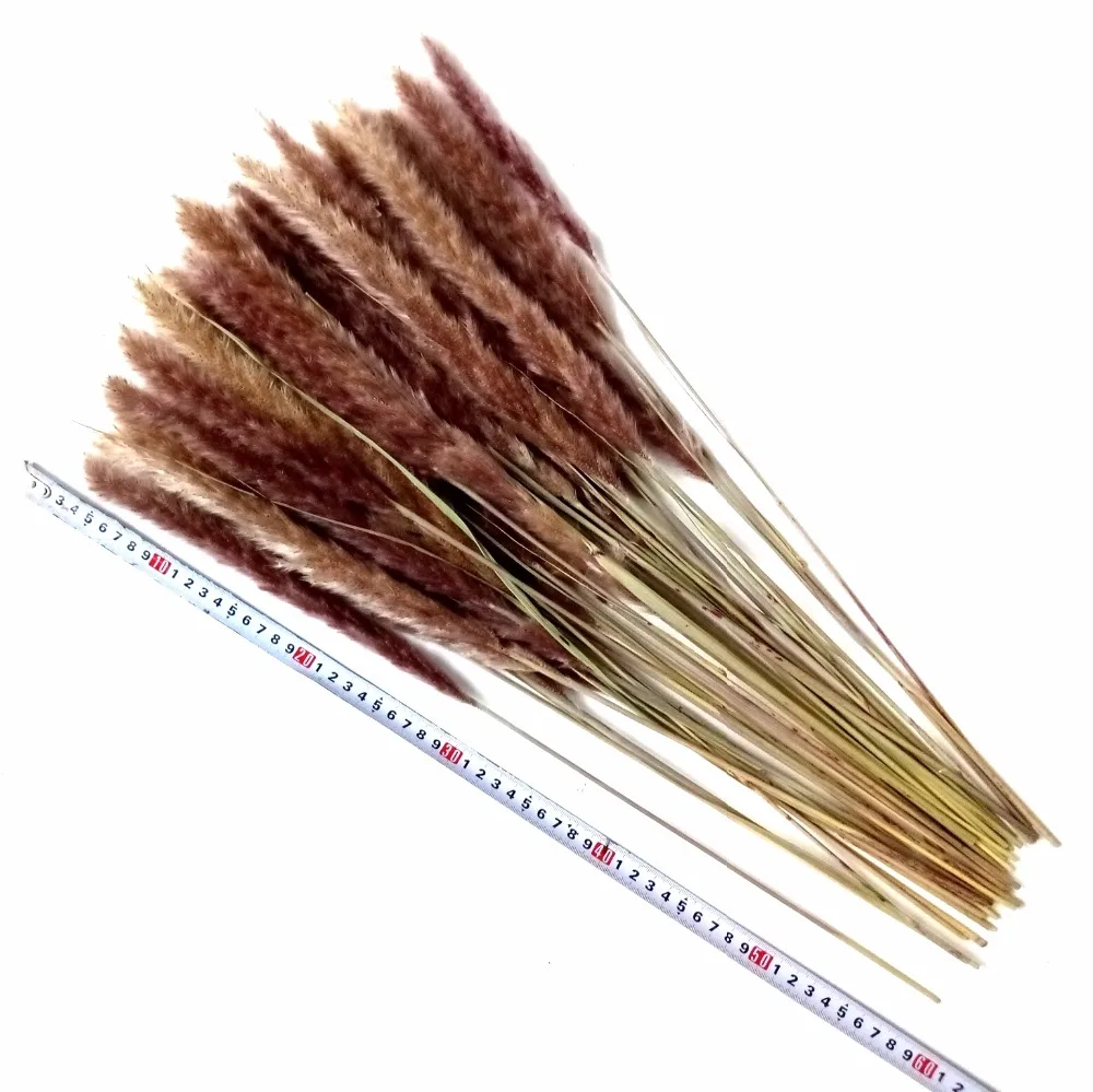 Dongliflower Натуральные Сушеные маленькие пампасы трава Phragmites Communis Тростниковое