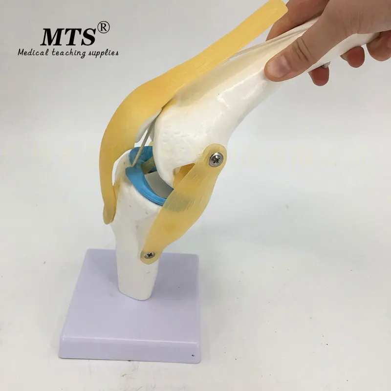 MTS 1:1 человеческая плантация анатомическая модель для суставов колена сердца