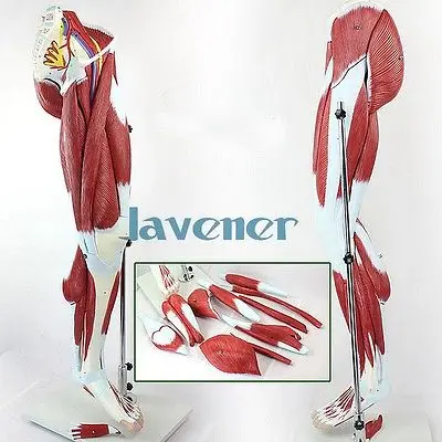 Анатомические мышцы ног человека анатомия нижней конечности медицинская модель