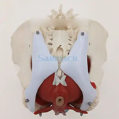 Медицинская анатомическая модель таза для женщин со съемными брючинами