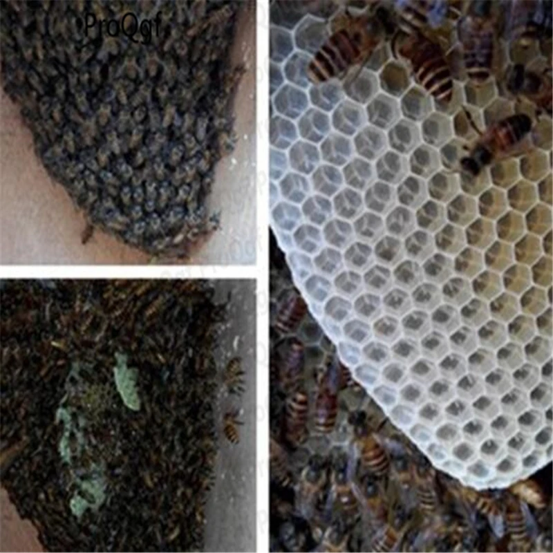 50 шт набор Apis mellifera
