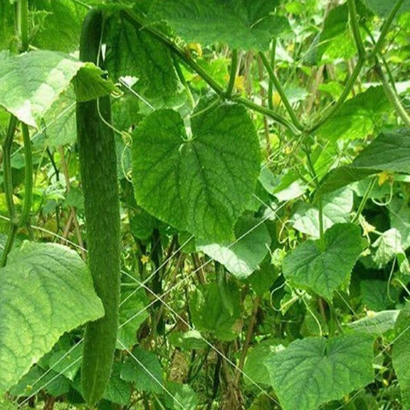 1 шт. сетки 20*20 см 6 прядей альпинистские сетки огурец Luffa растения поддерживает сетку садовые овощи держатель для выращивания кронштейны простота использования