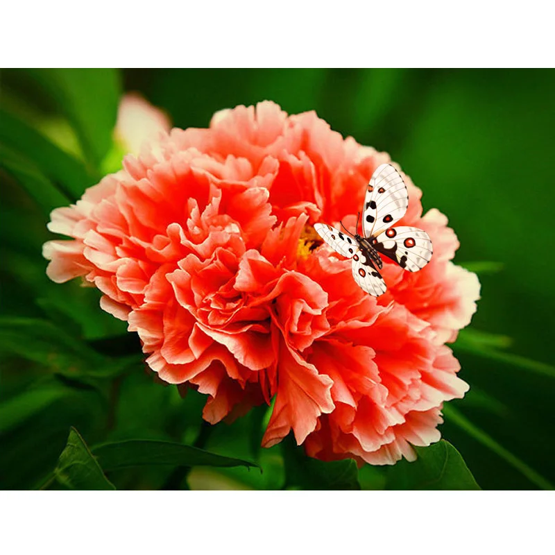 Алмазная живопись сделай сам красочные пионы цветы Бабочка вышивка полная