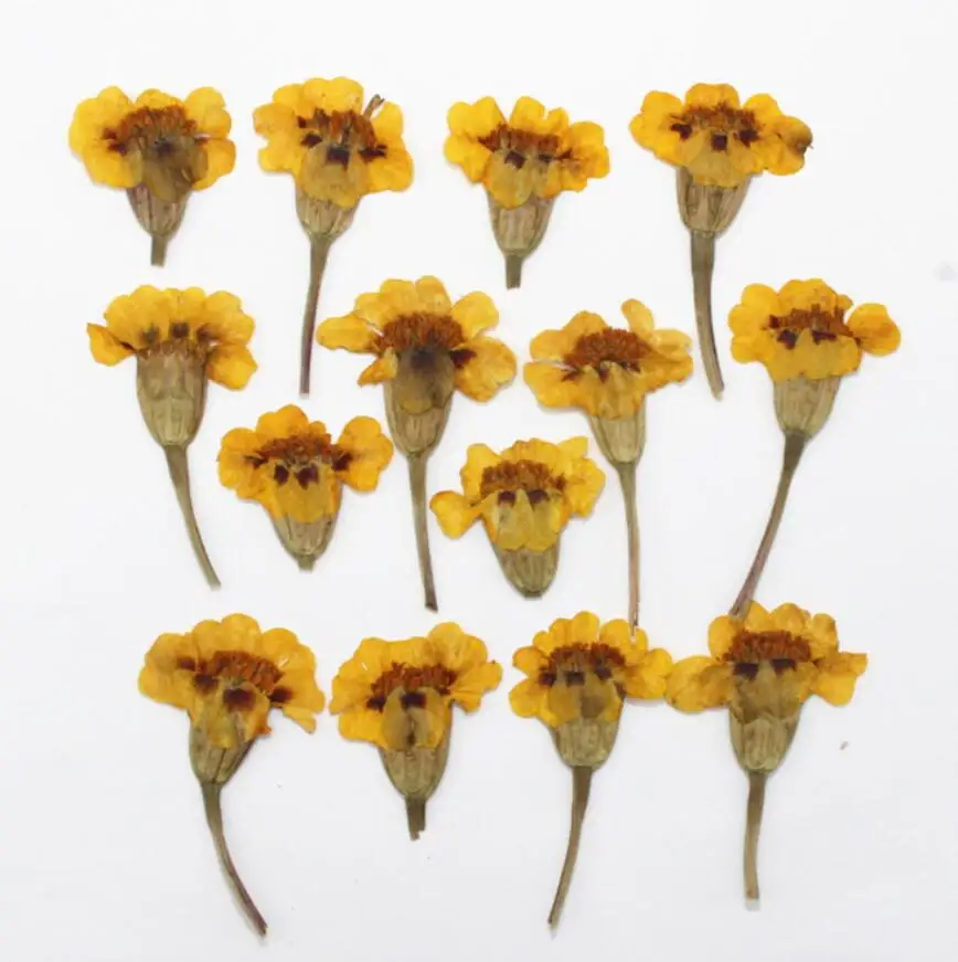 250 шт. прессованный высушенный Tagetes patula L. Цветочные растения гербарий для
