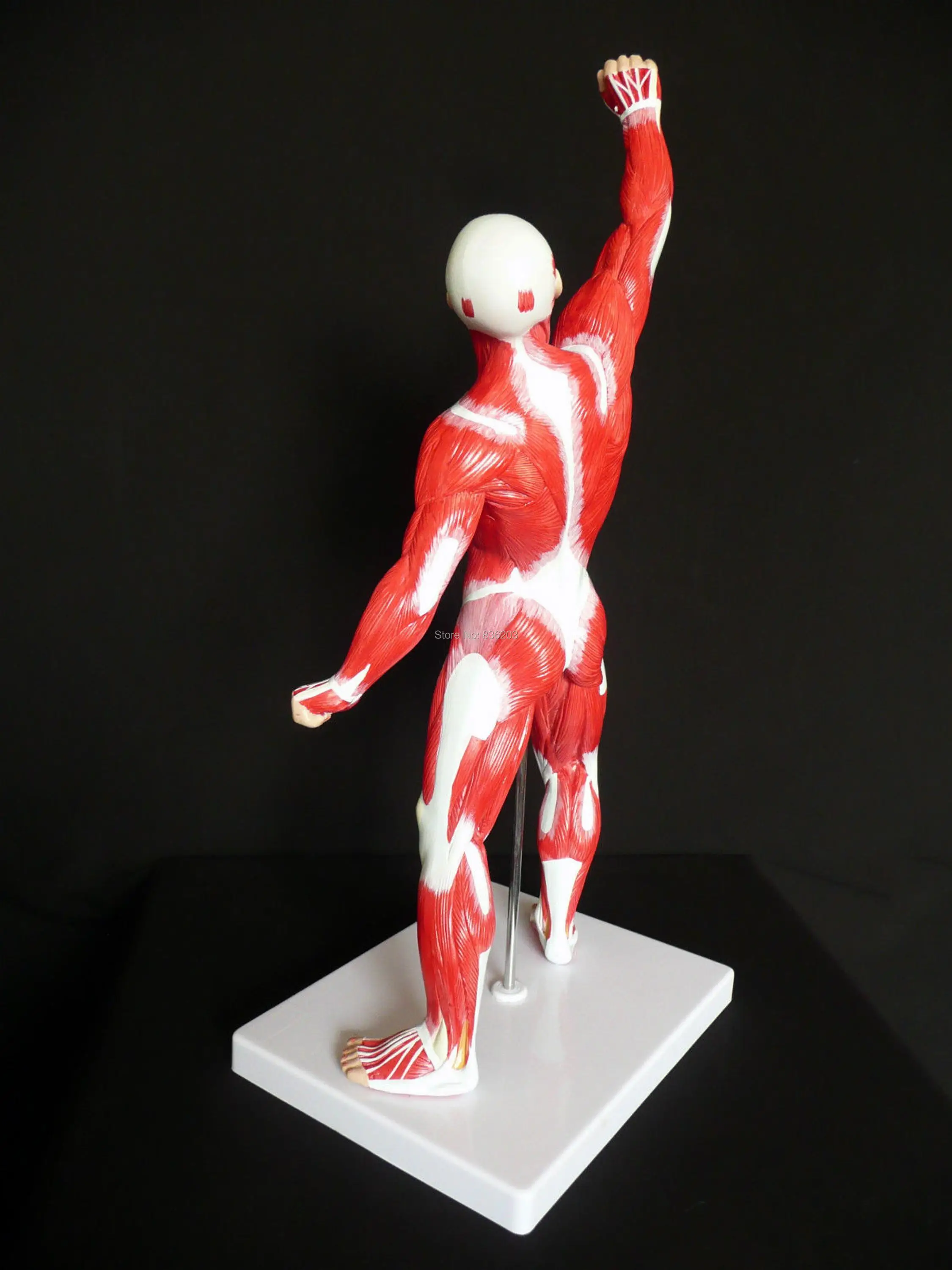Модель 1/4 анатомической человеческой мышечной фигуры в натуральную величину