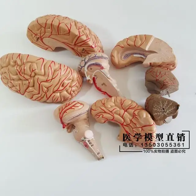 Human brain model Cerebrovascular 9 parts Brain anatomy Medical teaching | Канцтовары для офиса и дома