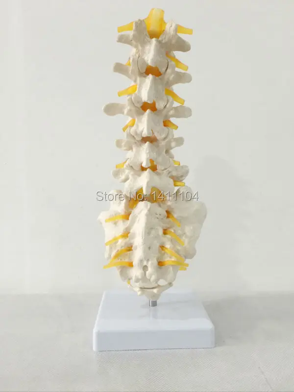 Бесплатная доставка и 5 поясничных крестцовых позвонков с креплением к нервам