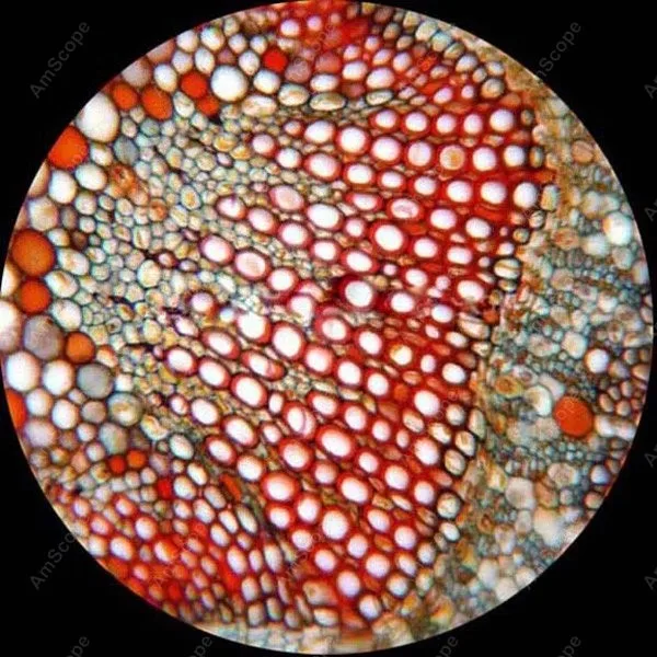 Биологический микроскоп для продвинутых учеников товары AmScope 40X 640X|microscope