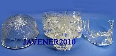 Каркасная медицинская модель с черепом анатомическая голова человека