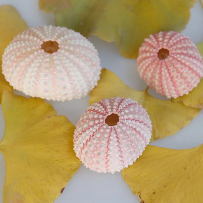 Бесплатная доставка (10 шт./лот) натуральный маленький розовый морской урчин