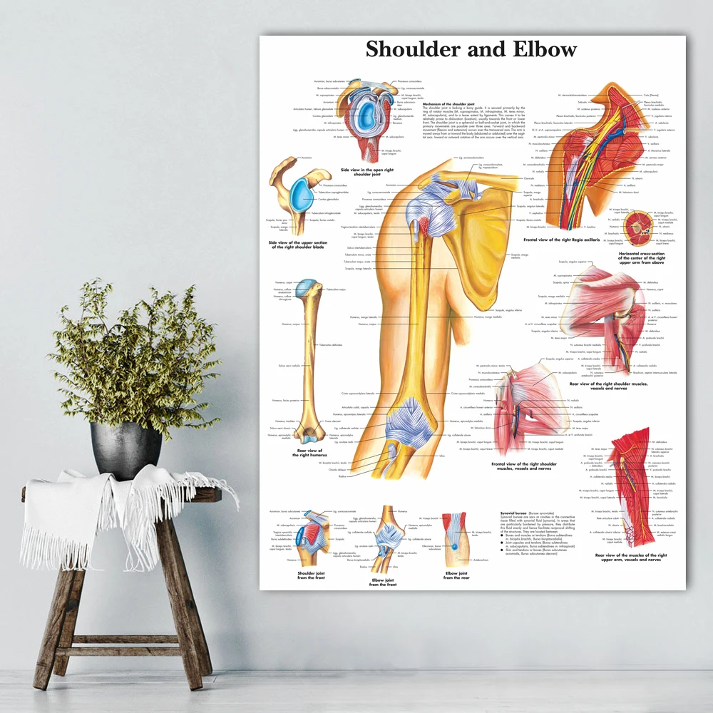 Анатомический плакат. Анатомические плакаты. Плакаты по анатомии. Анатомически плакат плечо. Идеи оформления плаката анатомия.