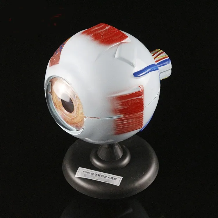 

free shipping 6X Eye anatomical models Removable eyeball model Anatomical biomedical natural biological equipment eyes Aids