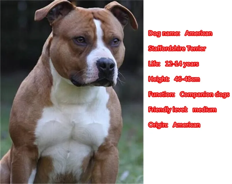 Подвеска для кошелька и сумочки с изображением милой собаки персонажа терьера