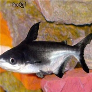 Pangasius sanitwongs 50 шт. набор барбус тетразона Chaetodontidae - Цвет: Pangasius sanitwongs