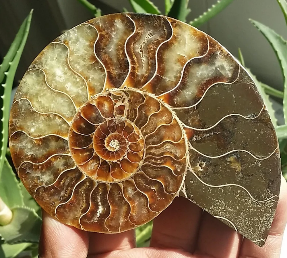 002092 1 пара полуобрезанный корпус аммония Jurrassic Fossil образец из Мадагаскара|specimen| |