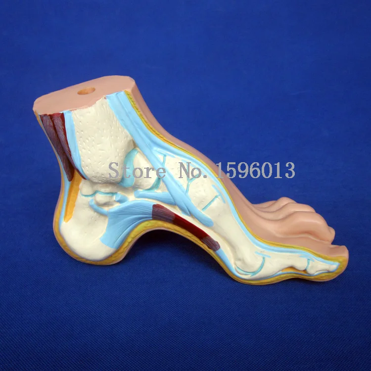 Нормальная плоская и изогнутая модель стопы человеческой 3 шт./компл. | Канцтовары