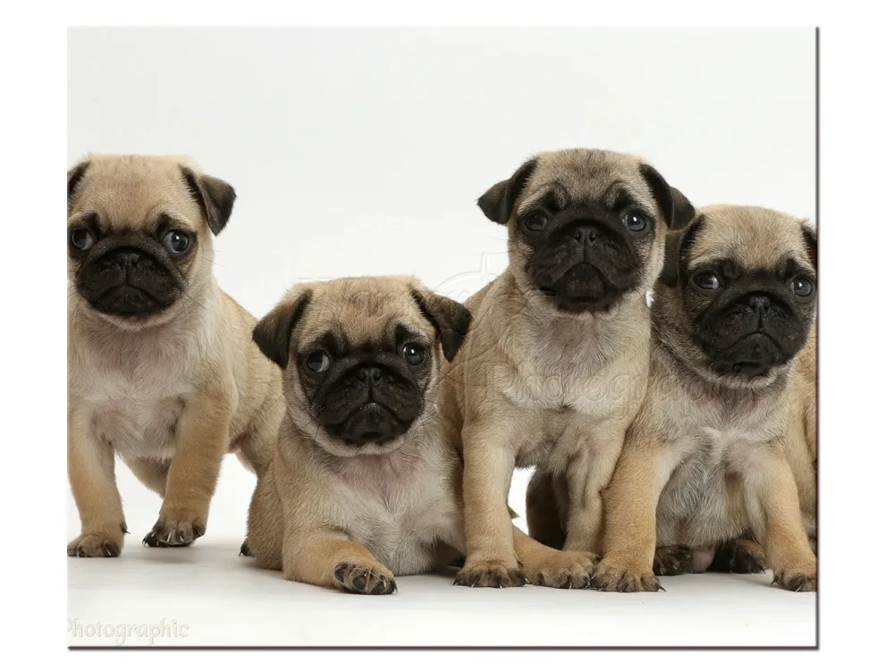 1 шт./компл. Высокое разрешение современная абстрактная Мода пять животных Собака