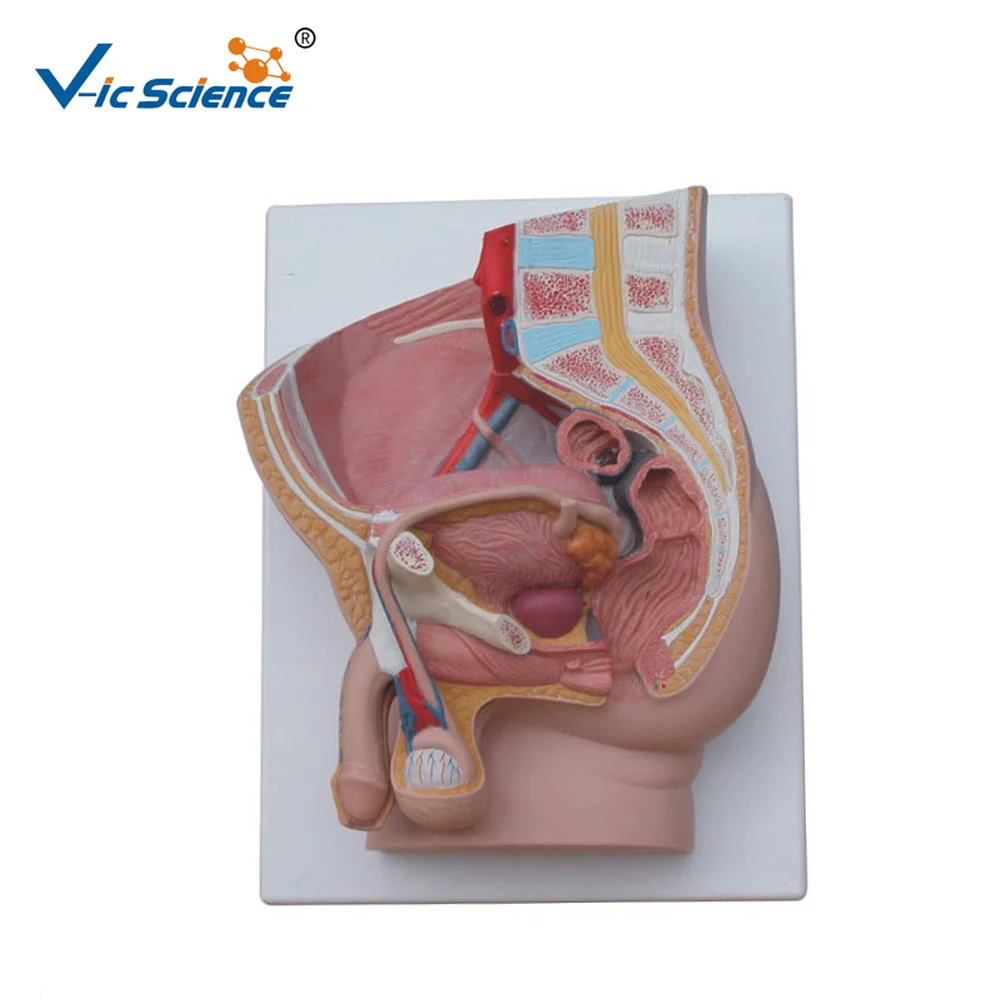 Life size Human Male Pelvis Anatomy Model PVC Pelvic Anatomical Section Model for Students Teaching