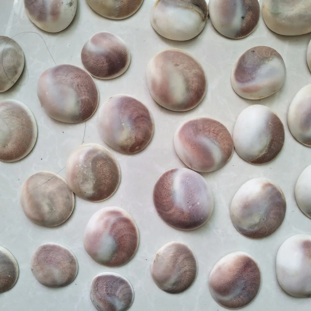 

10pcs/lot Natural stone sun shell fossil beautiful fish tank bottom stone sea shells decoration stone bonsai decoration