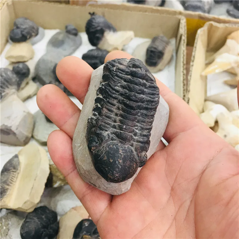 Натуральный кристалл fossil tetraphyllid fossil коллекция образцов 1 шт