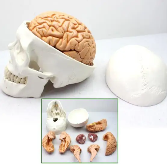 Skull model skull model of human head and skull 1:1: cranial anatomy department of neurology